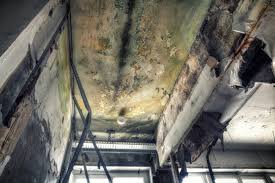 Best Mold Damage Restoration  in North Madison, OH